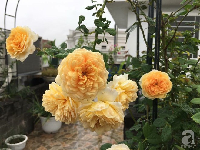 3 vườn hồng đẹp như mơ khiến độc giả tâm đắc tặng ngàn like trong năm 2017 - Ảnh 28.