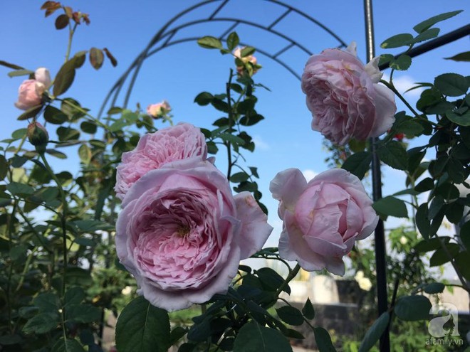 3 vườn hồng đẹp như mơ khiến độc giả tâm đắc tặng ngàn like trong năm 2017 - Ảnh 30.