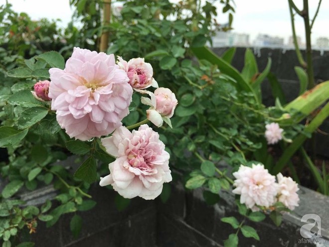 3 vườn hồng đẹp như mơ khiến độc giả tâm đắc tặng ngàn like trong năm 2017 - Ảnh 31.