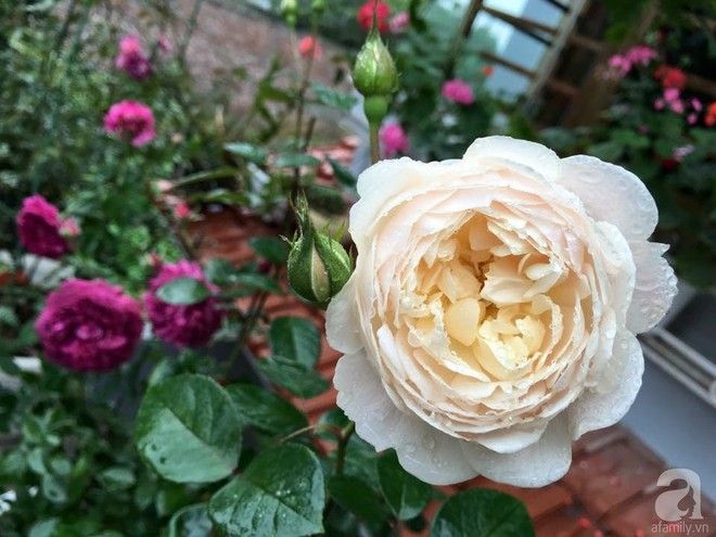 3 vườn hồng đẹp như mơ khiến độc giả tâm đắc tặng ngàn like trong năm 2017 - Ảnh 33.