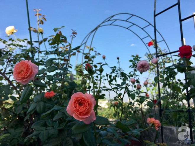 3 vườn hồng đẹp như mơ khiến độc giả tâm đắc tặng ngàn like trong năm 2017 - Ảnh 27.