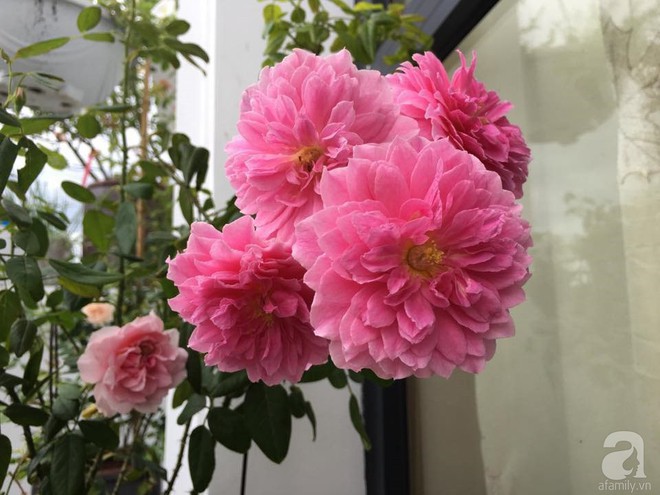 3 vườn hồng đẹp như mơ khiến độc giả tâm đắc tặng ngàn like trong năm 2017 - Ảnh 34.