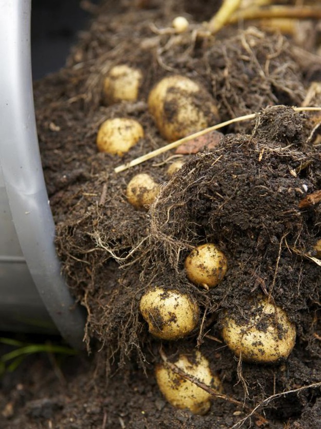 5 cách trồng khoai tây bội thu không phải ai cũng biết - Ảnh 9.