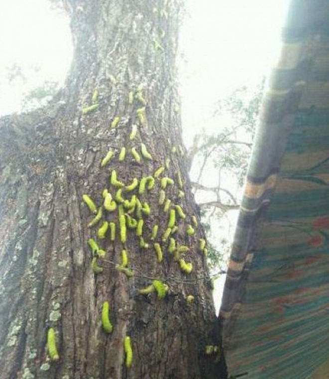 Kinh hãi cảnh hàng ngàn con sâu lạ ăn trụi lá cây cổ thụ - Ảnh 3.
