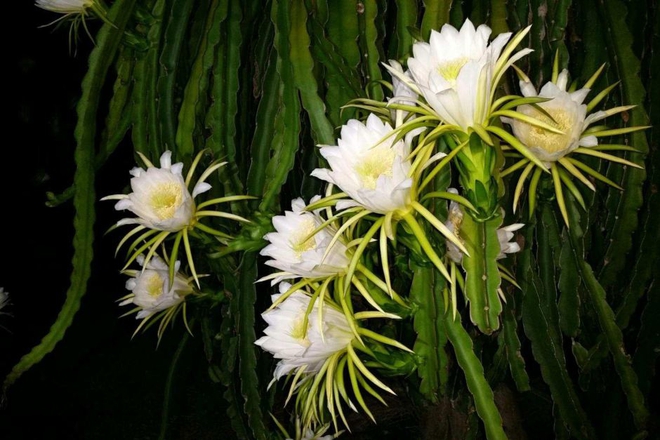Loài cây này ai nghe tên cũng biết nhưng không ngờ rằng hoa của nó phát sáng đẹp như cổ tích vậy - Ảnh 1.