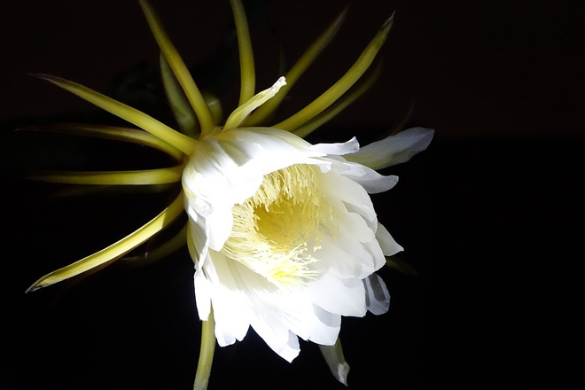 Loài cây này ai nghe tên cũng biết nhưng không ngờ rằng hoa của nó phát sáng đẹp như cổ tích vậy - Ảnh 2.
