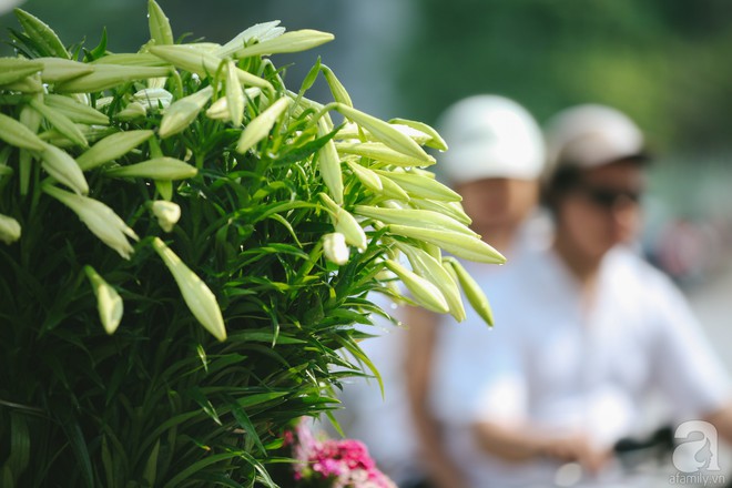 Hoa loa kèn trắng tinh khôi đã về trên phố Hà Nội, chị em nhanh tay mua kẻo hết mùa - Ảnh 7.