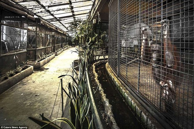 Nghiệt ngã cảnh giam cầm những động vật “sống chỉ để mua vui” ở Thái Lan - Ảnh 10.