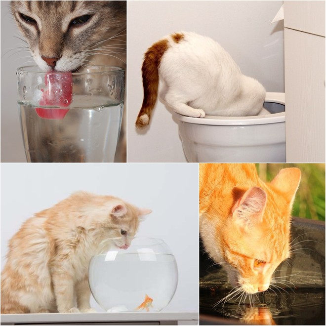 Loạt dụng cụ chất phát ngất giúp các boss chó mèo lầy lội ngưng uống nước bẩn trong nhà vệ sinh - Ảnh 1.