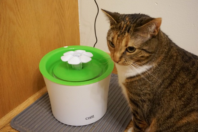 Loạt dụng cụ chất phát ngất giúp các boss chó mèo lầy lội ngưng uống nước bẩn trong nhà vệ sinh - Ảnh 3.