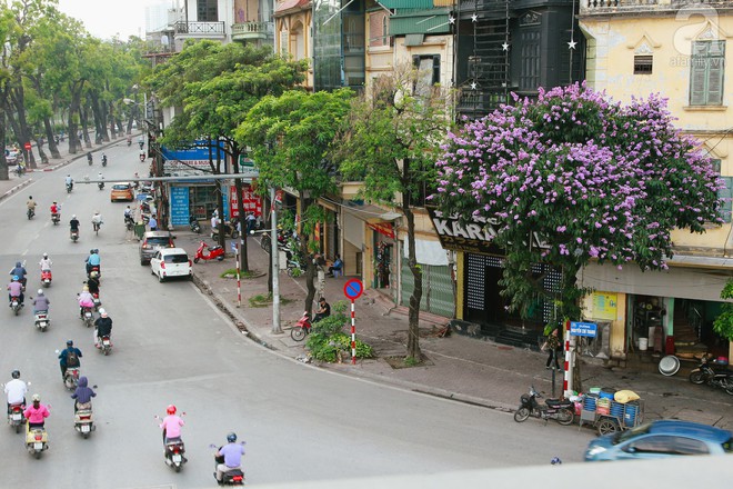 Chợt nhận ra mùa hạ đã ghé đến khi bằng lăng, phượng vĩ rộ nở trên phố - Ảnh 13.