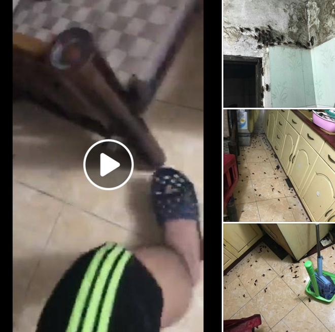 Hình ảnh gây ám ảnh nhất Facebook hôm nay: Căn nhà thất thủ vì bị gián tấn công sau mưa - Ảnh 1.