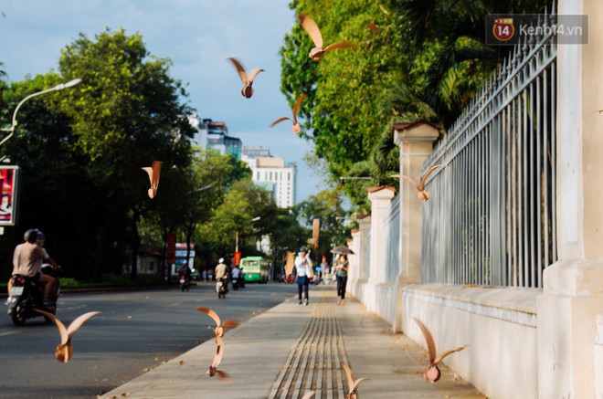 Mùa chò nâu xoay tít trên đỉnh đầu - Những vũ điệu quyến rũ người Sài Gòn khắp mọi nẻo đường - Ảnh 5.