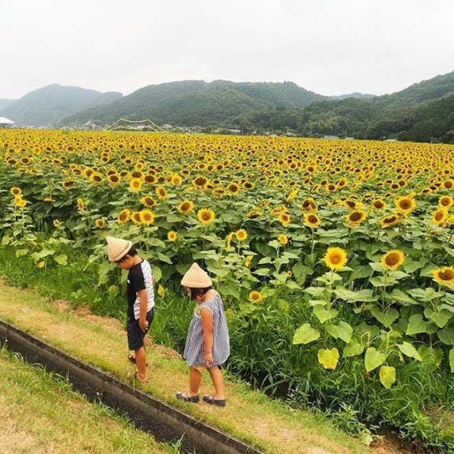 Ngôi nhà nhỏ và cuộc sống đơn sơ của gia đình Nhật Bản ở làng quê khiến bao người ngưỡng mộ - Ảnh 18.