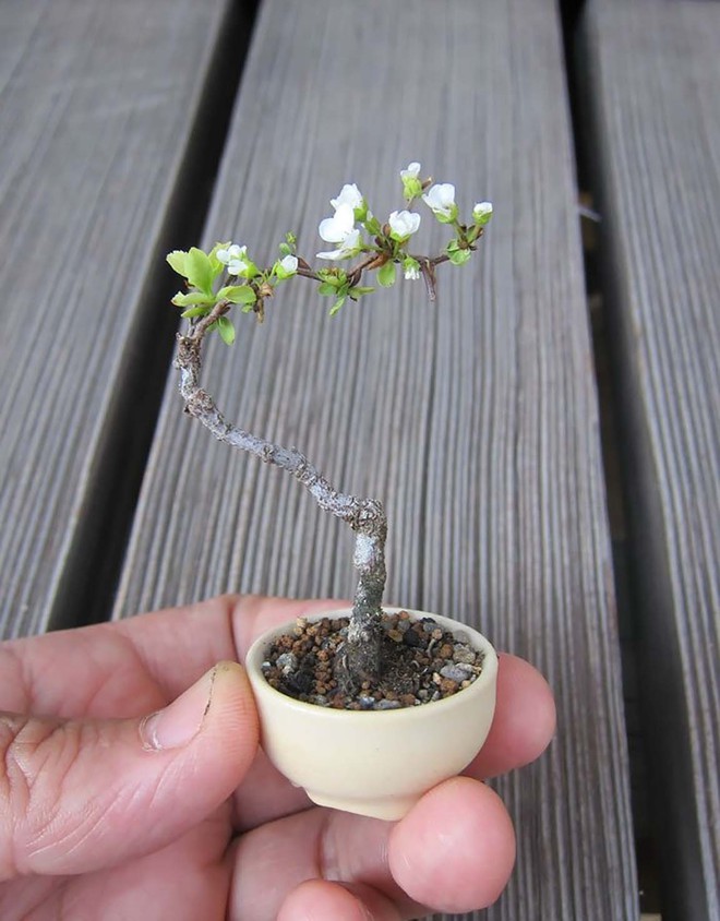 Ngất ngây với 15 chậu hoa bonsai mini siêu đẹp để trang trí nhà dịp Tết - Ảnh 10.