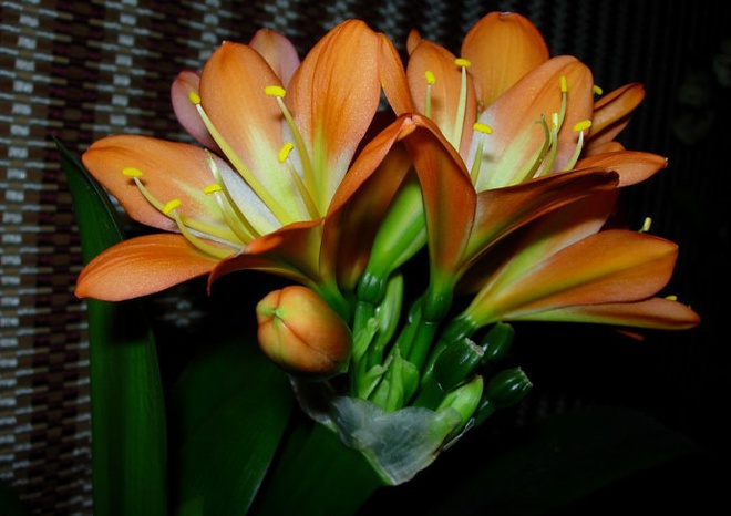 Lan quân tử - Loài hoa vừa sang trọng, yêu kiều vừa tốt cho phong thủy vào nhà bạn dịp Tết - Ảnh 5.