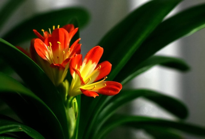 Lan quân tử - Loài hoa vừa sang trọng, yêu kiều vừa tốt cho phong thủy vào nhà bạn dịp Tết - Ảnh 7.