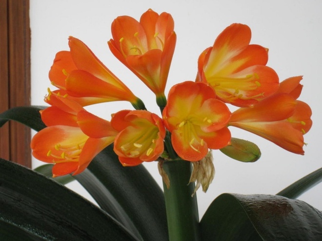 Lan quân tử - Loài hoa vừa sang trọng, yêu kiều vừa tốt cho phong thủy vào nhà bạn dịp Tết - Ảnh 9.