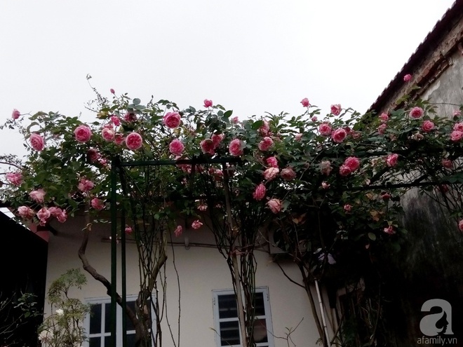 Ngôi nhà hoa hồng đẹp như thơ ở Hưng Yên của ông bố đơn thân quyết phá sân bê tông để thực hiện ước mơ   - Ảnh 4.