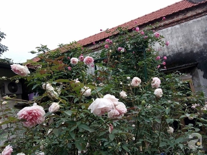 Ngôi nhà hoa hồng đẹp như thơ ở Hưng Yên của ông bố đơn thân quyết phá sân bê tông để thực hiện ước mơ   - Ảnh 7.