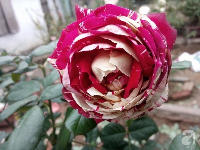 Ngôi nhà hoa hồng đẹp như thơ ở Hưng Yên của ông bố đơn thân quyết phá sân bê tông để thực hiện ước mơ   - Ảnh 8.
