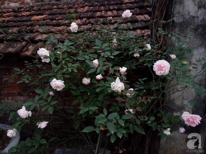 Ngôi nhà hoa hồng đẹp như thơ ở Hưng Yên của ông bố đơn thân quyết phá sân bê tông để thực hiện ước mơ   - Ảnh 11.