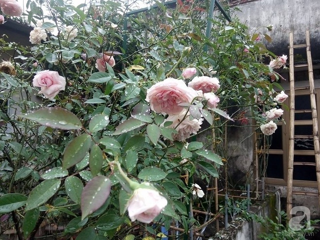Ngôi nhà hoa hồng đẹp như thơ ở Hưng Yên của ông bố đơn thân quyết phá sân bê tông để thực hiện ước mơ   - Ảnh 19.