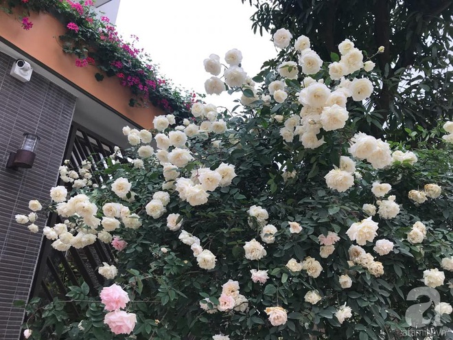 Ngày 8/3 cùng ngắm cây hồng bạch nở hàng trăm bông của người phụ nữ dành trọn niềm đam mê cho hoa ở Thái Nguyên - Ảnh 7.