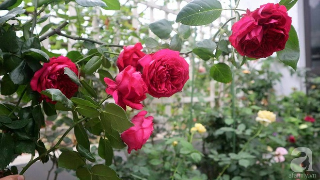 Ngôi nhà hoa hồng nhỏ nhắn và vô cùng dễ thương giữa thành phố Hạ Long của mẹ trẻ xinh đẹp - Ảnh 5.