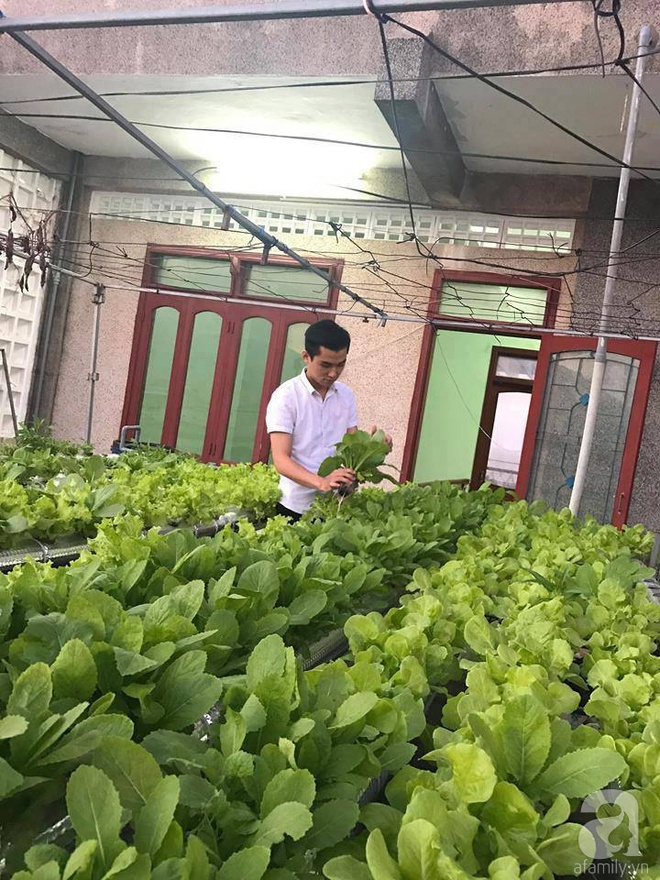 Vườn thủy canh bạt ngàn rau quả trên sân thượng thu hoạch đến gần 100kg mỗi vụ của chàng sinh viên kinh tế 9x - Ảnh 6.