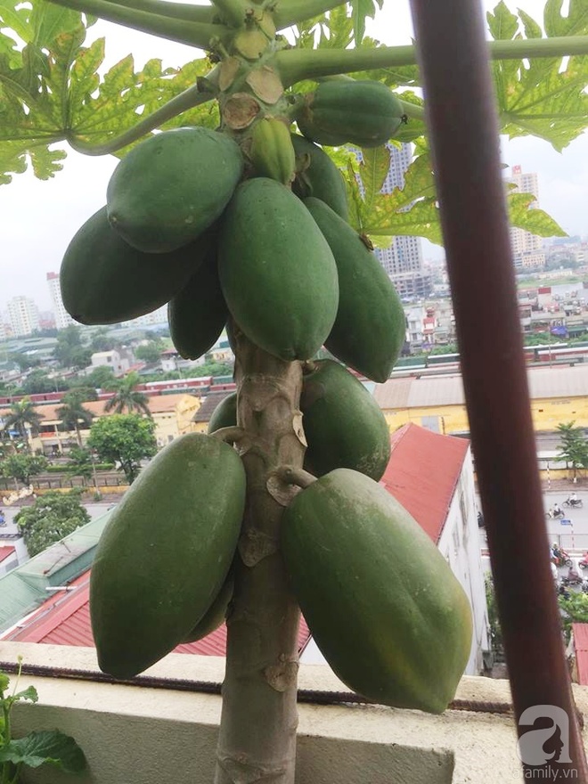 Nông trại trên cao với bạt ngàn rau sạch và quả ngọt bà cất công trồng để đảm bảo sức khỏe cho cháu yêu - Ảnh 11.