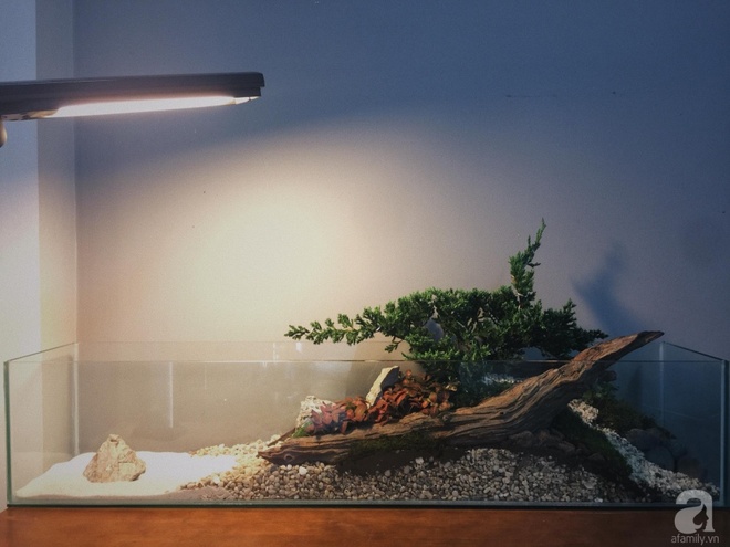 Chàng họa sĩ 9x độc thân ở Sài Gòn với thú vui làm tiểu cảnh Terrarium khiến vạn người mê - Ảnh 18.