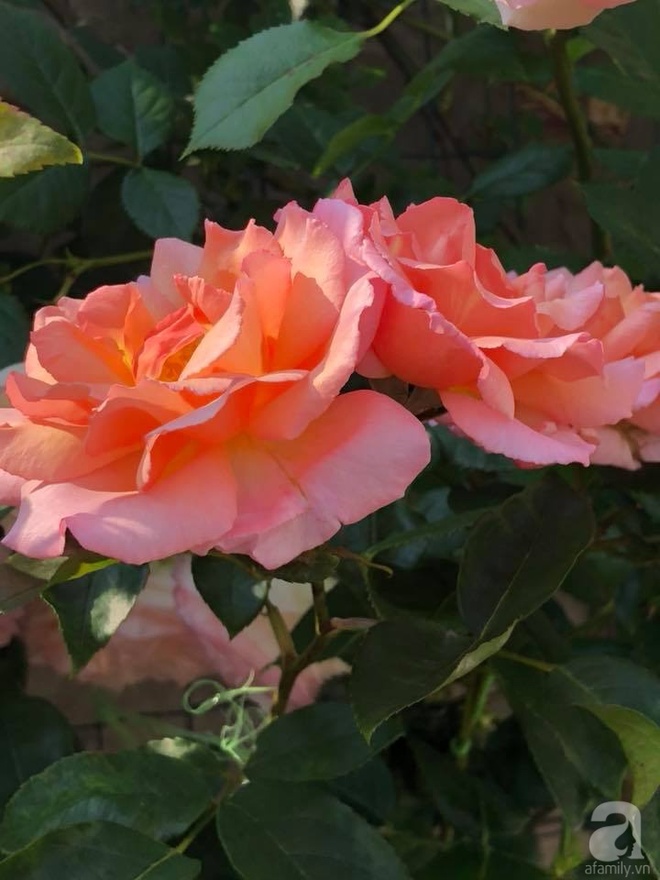 Khu vườn hoa hồng rộng 500m² với hàng trăm gốc hồng đẹp rực rỡ của người phụ nữ gốc Hà Thành - Ảnh 24.