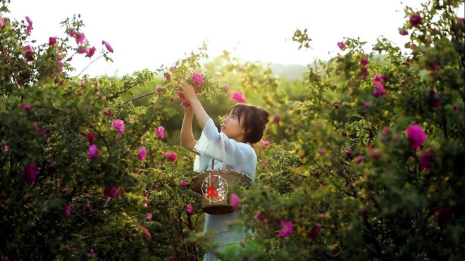 Cuộc sống trong mơ triệu người ao ước của thiếu nữ bên vườn cây hoa lá đẹp như trong chuyện cổ tích - Ảnh 8.