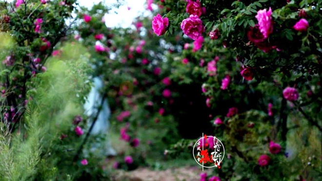 Cuộc sống trong mơ triệu người ao ước của thiếu nữ bên vườn cây hoa lá đẹp như trong chuyện cổ tích - Ảnh 21.