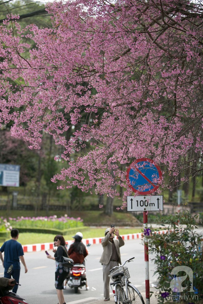 Đà Lạt đẹp như bản tình ca trong mùa mai anh đào nở rộ - Ảnh 20.