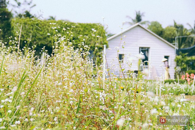 Hoa tam giác mạch lần đầu xuất hiện tại Sài Gòn, người dân thích thú kéo đến chụp ảnh - Ảnh 1.