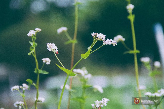 Hoa tam giác mạch lần đầu xuất hiện tại Sài Gòn, người dân thích thú kéo đến chụp ảnh - Ảnh 10.