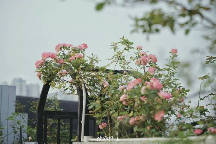 Khu vườn dịu dàng nét xuân, trăm hoa đua nở trên sân thượng 88m² của bà mẹ hai con  - Ảnh 17.