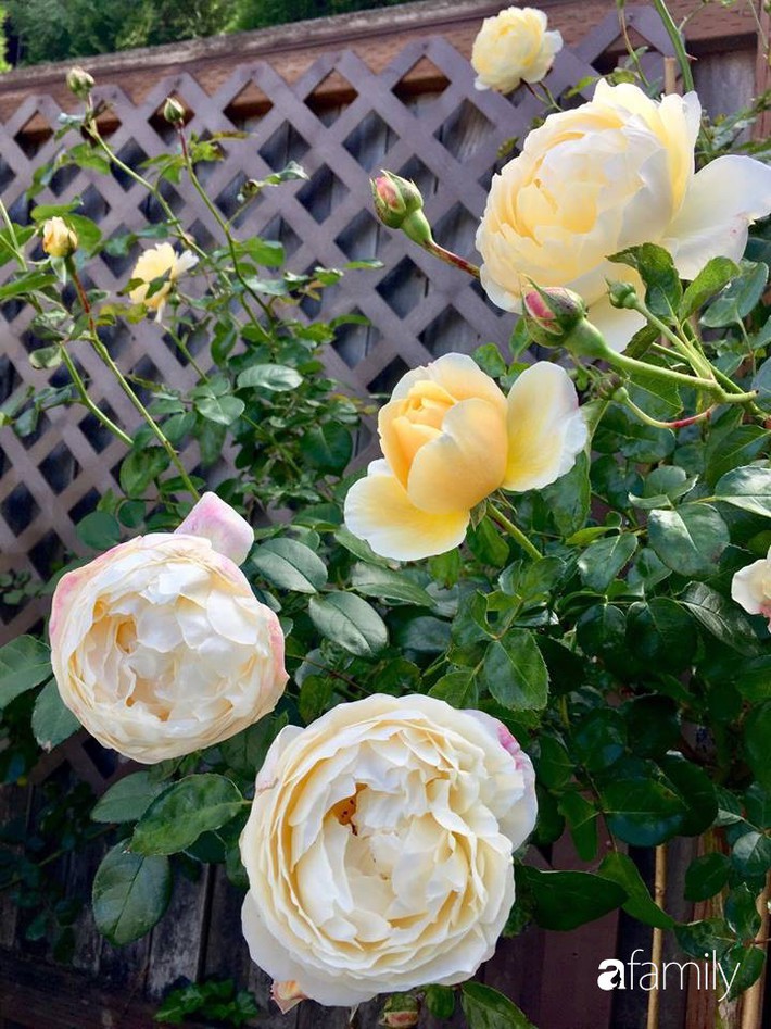 Vườn hồng đầy hoa và nắng của người phụ nữ Việt yêu thích trồng hồng ở Mỹ - Ảnh 16.