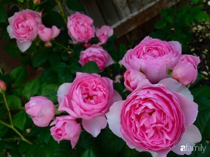 Vườn hồng đầy hoa và nắng của người phụ nữ Việt yêu thích trồng hồng ở Mỹ - Ảnh 13.