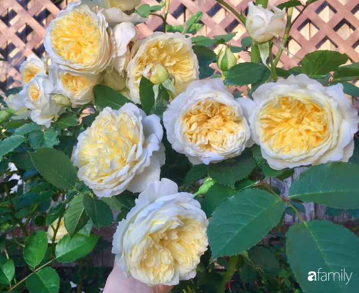 Vườn hồng đầy hoa và nắng của người phụ nữ Việt yêu thích trồng hồng ở Mỹ - Ảnh 12.