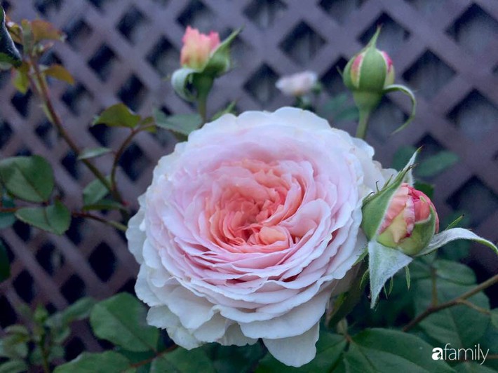 Vườn hồng đầy hoa và nắng của người phụ nữ Việt yêu thích trồng hồng ở Mỹ - Ảnh 8.