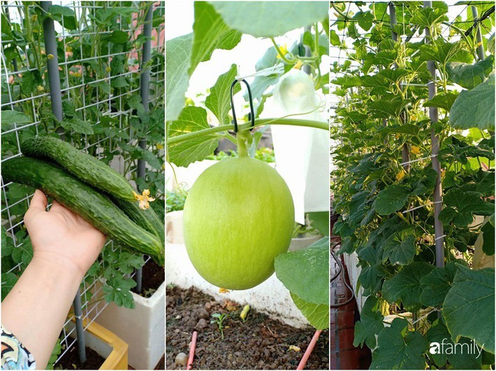 Bà mẹ Hà Nội với đam mê trồng đủ loại dưa sai quả trên sân thượng nhỏ hẹp - Ảnh 13.