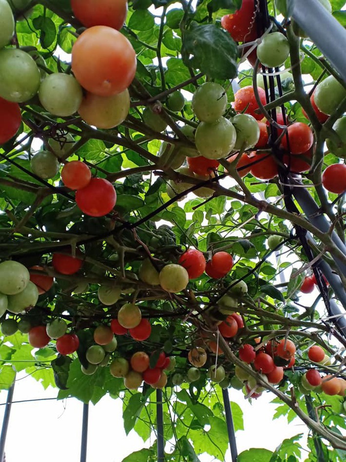 Bà mẹ Hà Nội với đam mê trồng đủ loại dưa sai quả trên sân thượng nhỏ hẹp - Ảnh 20.