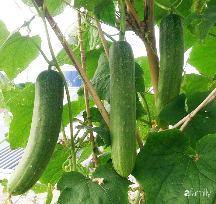 Sân thượng trồng đủ loại rau quả sạch như vườn dưới đất ở Vũng Tàu - Ảnh 17.