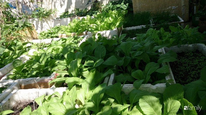 Sân thượng trồng đủ loại rau quả sạch như vườn dưới đất ở Vũng Tàu - Ảnh 2.