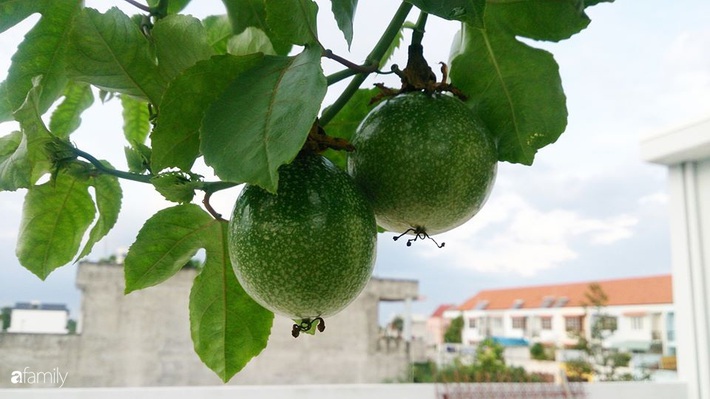 Sân thượng trồng đủ loại rau quả sạch như vườn dưới đất ở Vũng Tàu - Ảnh 6.