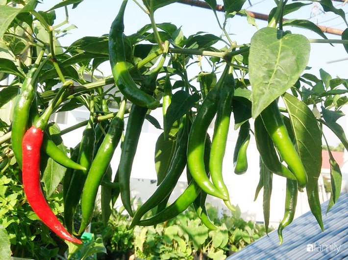 Sân thượng trồng đủ loại rau quả sạch như vườn dưới đất ở Vũng Tàu - Ảnh 5.