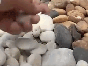 Ngạc nhiên chưa, đá cuội tưởng vô dụng mà có thể giúp bạn làm ra rất nhiều thứ hữu dụng trang trí cho ngôi nhà